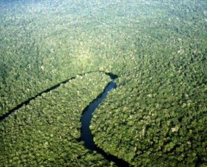 Ríos De Agua Fluyen A Través De Los Arboles - Selvatica