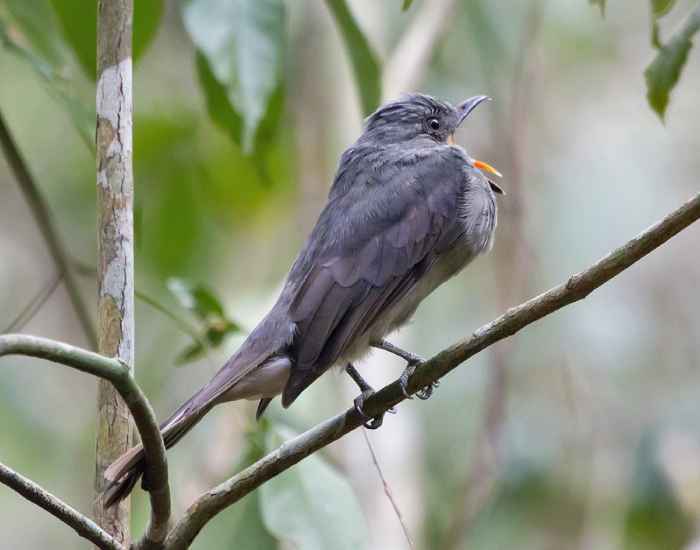 Guardabosques gritón en la naturaleza