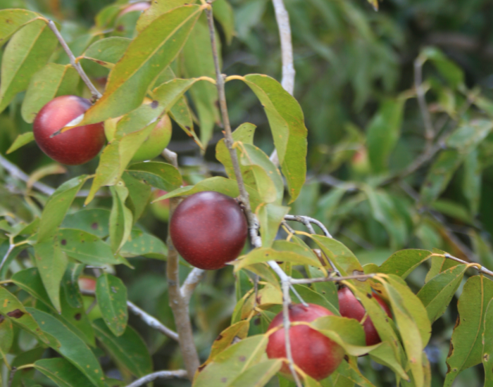 Camu Camu en el árbol Camu Camu on a tree