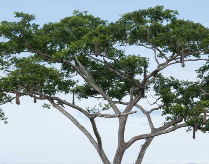 Árbol de copoazú con nidos de pájaro mochilero