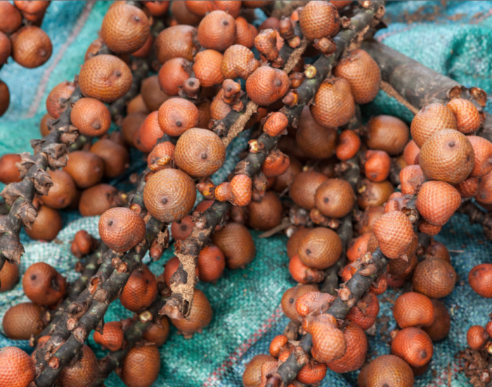 Umari fruit, another amazon tree Umarí fruit, another amazon tree