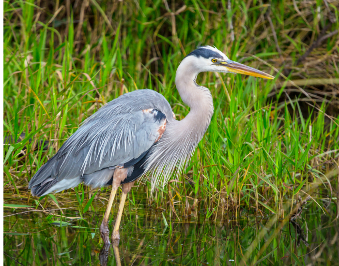 A black heron walking o water A black heron walking o water near a Camu Camu