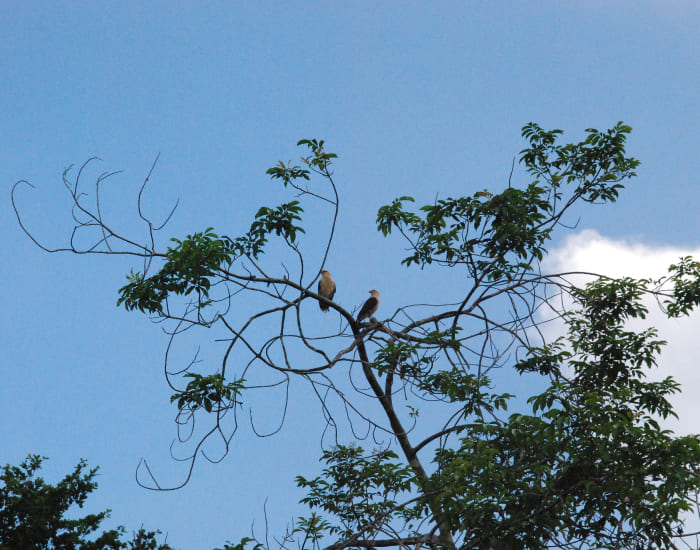 Birds and trees on the amazon