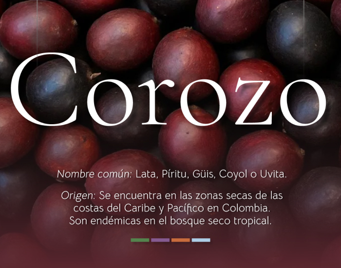 Corozo, the fruit of many names Corozo, the fruit of many names