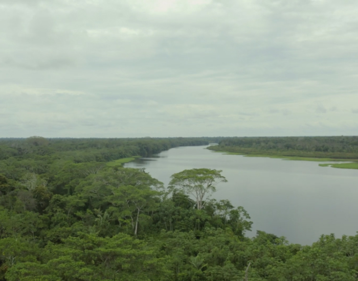 The challenges currently faced by the amazon rainforest