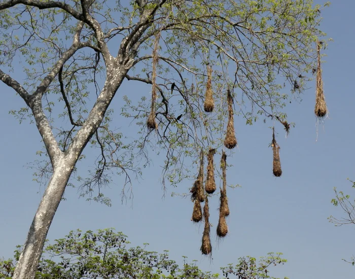 El pájaro mochilero