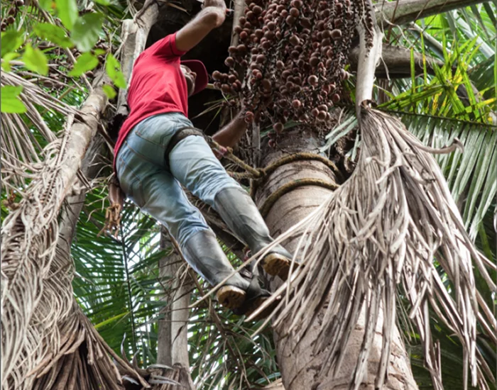 Los pobladores de la selva y las frutas amazónicas